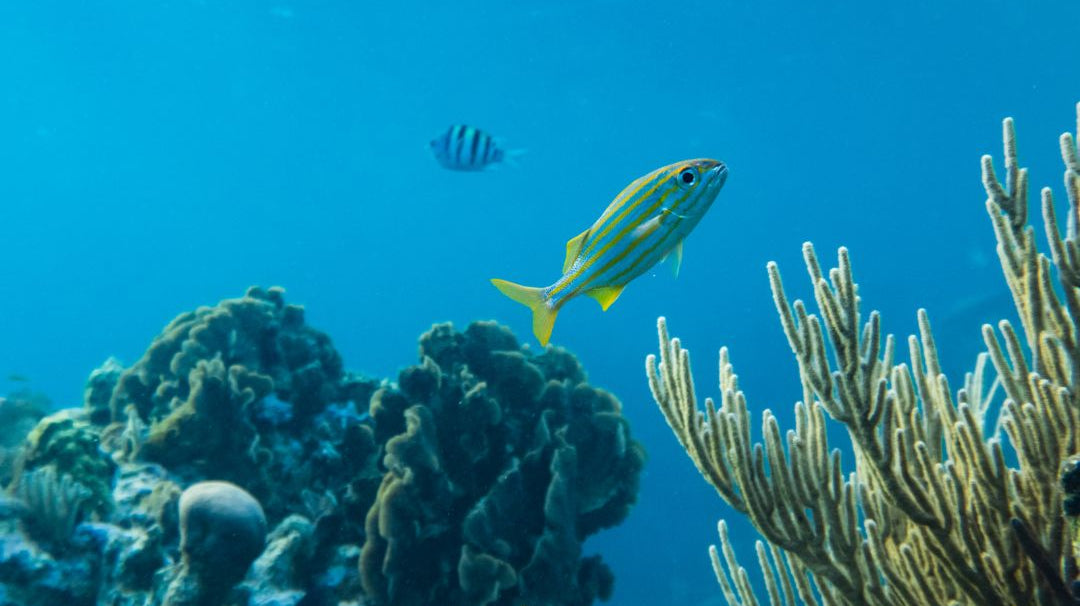 The Impact of Harmful Sunscreens on Coral Reefs and How You Can Help