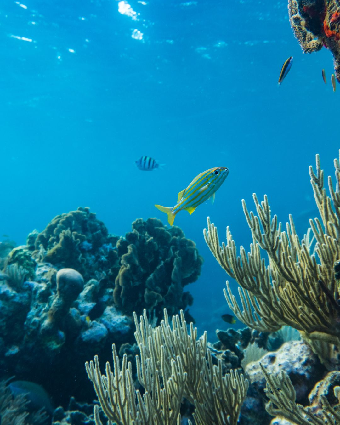 The Impact of Harmful Sunscreens on Coral Reefs and How You Can Help